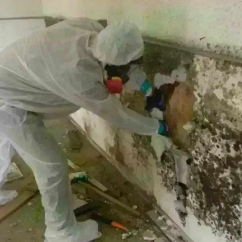 Mold Remediation and Removal in Colfax, WI